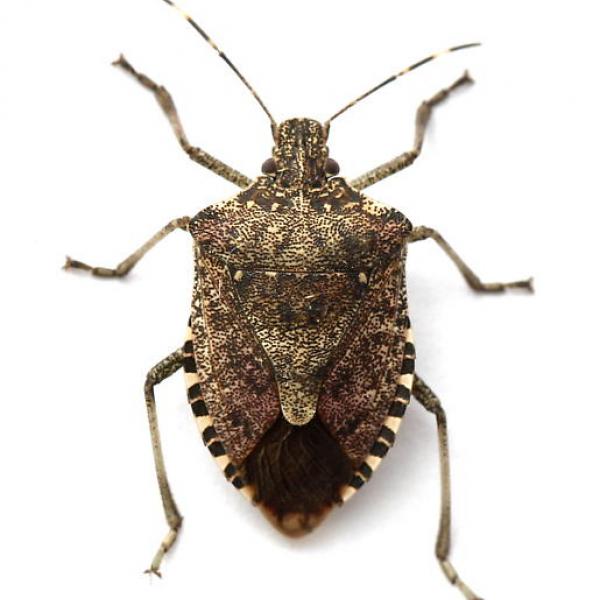 Are You Seeing Brown Marmorated Stink Bugs? Vermont Invasives